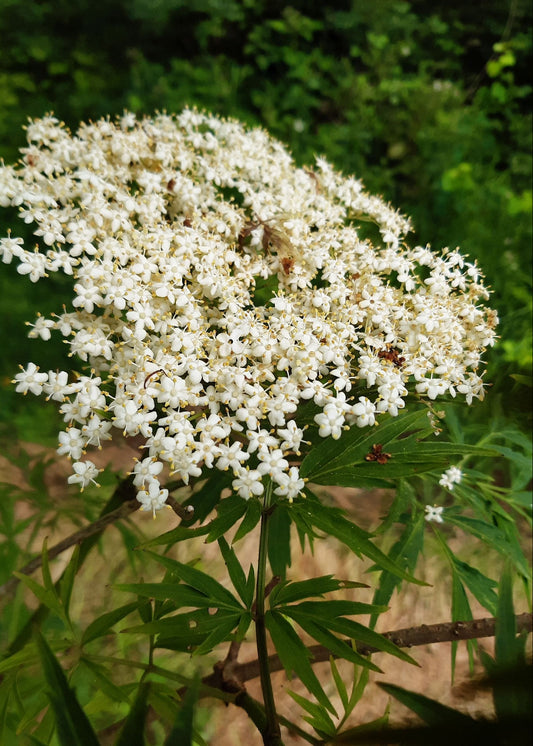 Sambucus nigra 'Laciniata'
