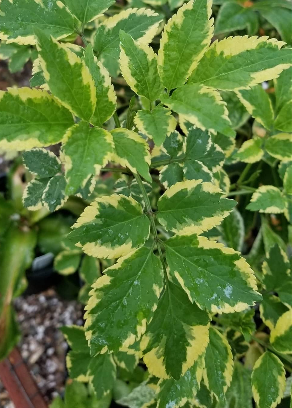 Sambucus nigra ‘Marginata' - Variegated Elderberry