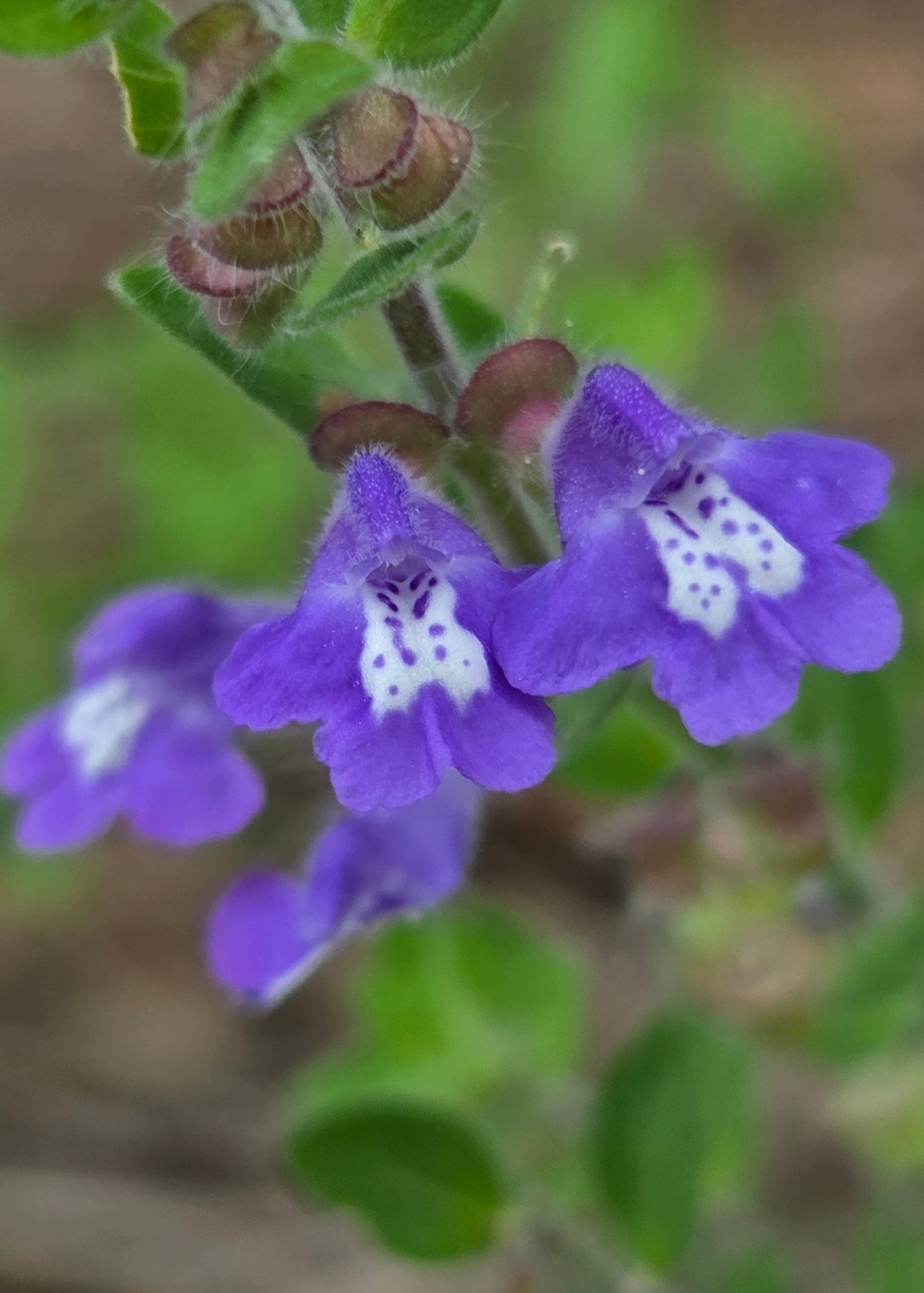 Scutellaria drummondii