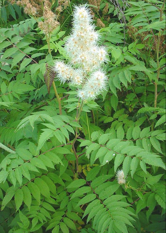 Sorbaria sorbifolia - False Spiraea