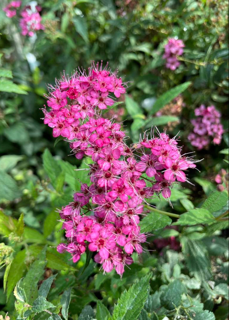 Spiraea japonica 'Anthony Waterer'