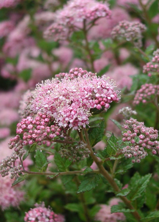 Spiraea japonica 'Nana'