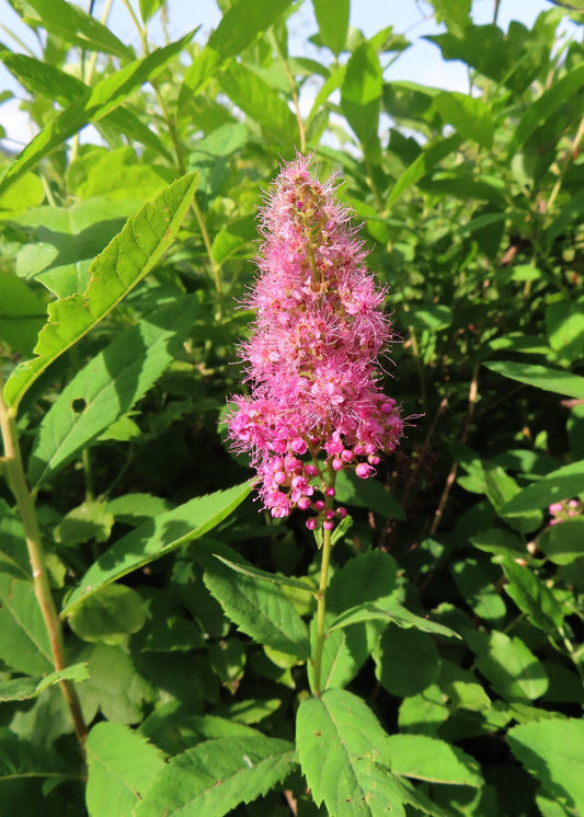 Spiraea salicifolia - Bridewort