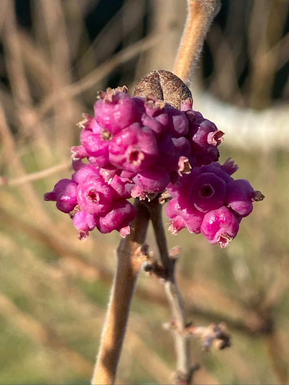 Close up image of the berries of the Coralberry