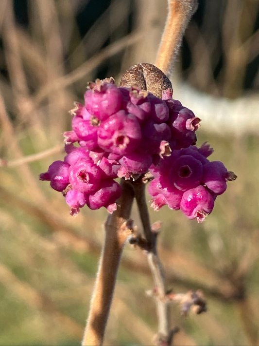 Close up image of the berries of the Coralberry