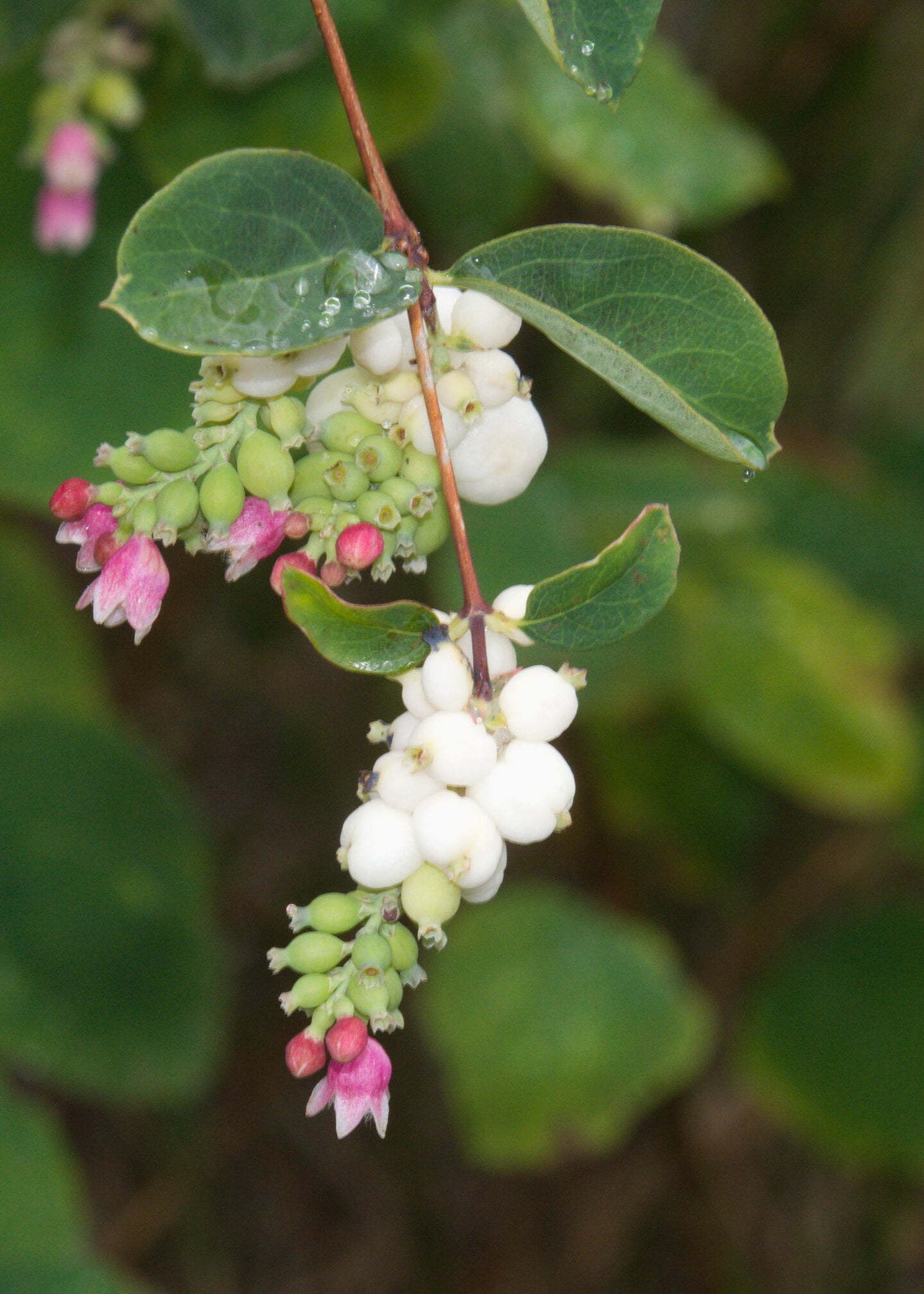 Symphoricarpos albus - Snowberry