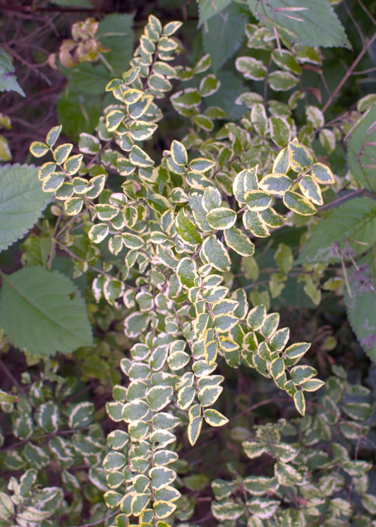 Symphoricarpos orbiculatus 'Foliis Variegatis' - Variegated Coralberry