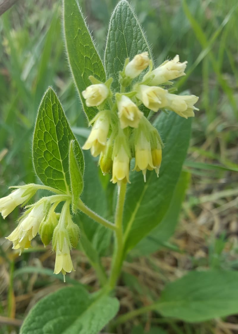 Symphytum tuberosum