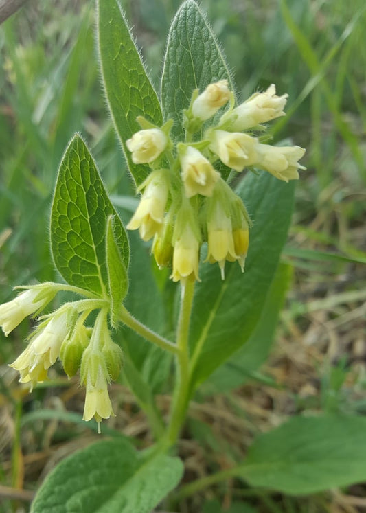 Symphytum tuberosum