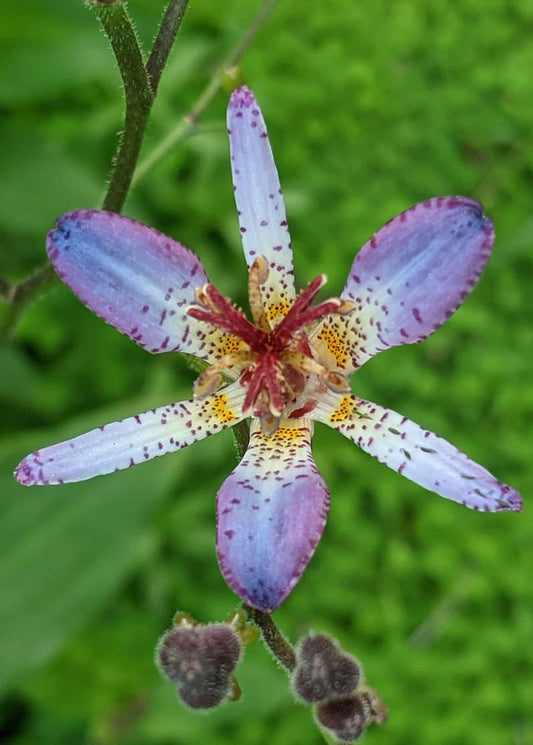 Tricyrtis lasiocarpa