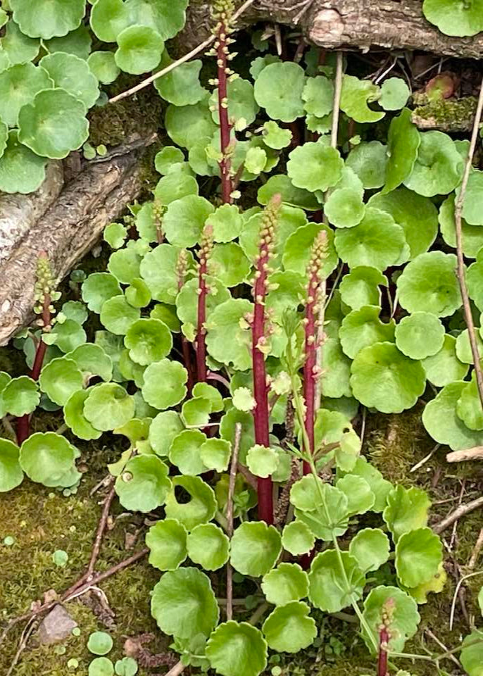 Umbilicus rupestris - Wall Pennywort