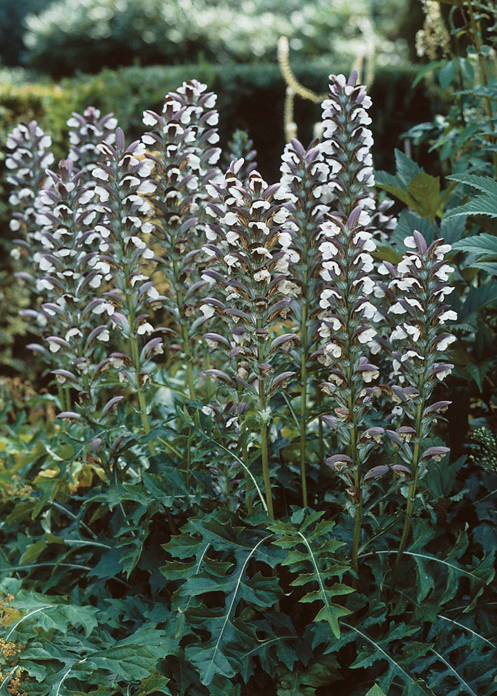 Acanthus hungaricus - Hungarian Bear's Breeches