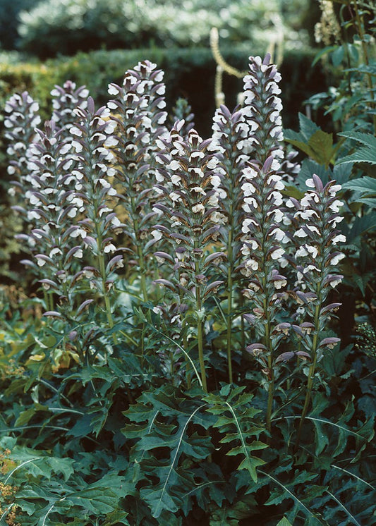 Acanthus hungaricus - Hungarian Bear's Breeches