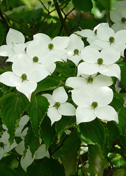 Cornus kousa var. chinensis - Chinese Flowering Dogwood