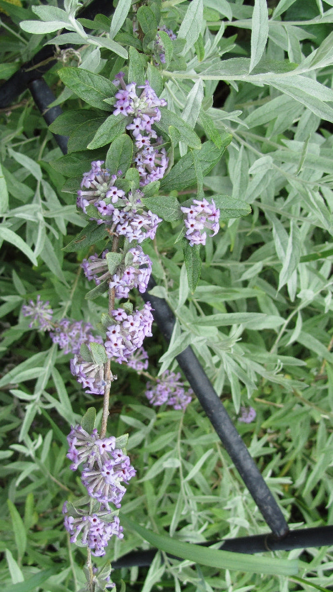 Buddleja alternifolia 'Argentea' - Silver Weeping Buterfly Bush