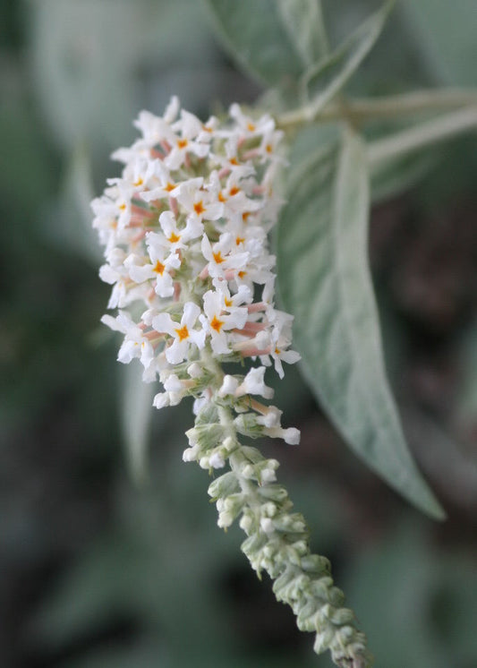 Buddleja fallowiana var alba