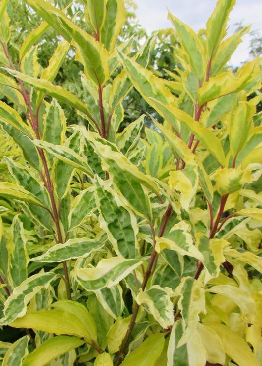Forsythia x intermedia ‘Golden Times’ - Variegated Forsythia