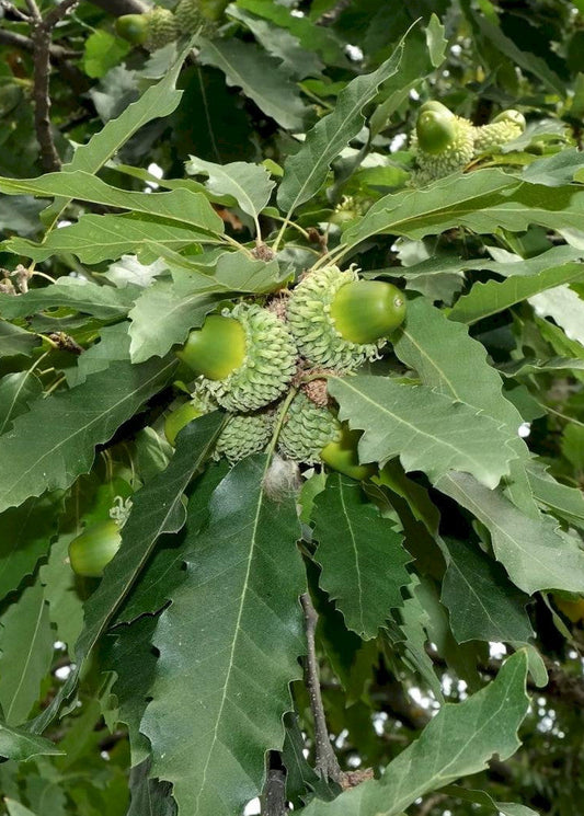 Quercus castaneifolia - Chestnut-leaf Oak