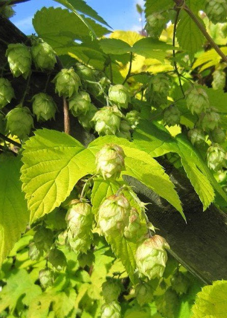 Humulus lupulus 'Aureus' - Golden Hops