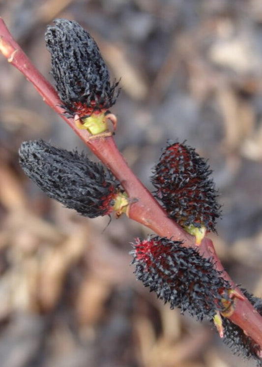 Salix gracilistyla 'Melanostachys' - Black Pussy Willow
