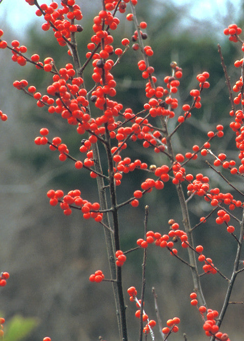 Ilex verticillata - Winterberry