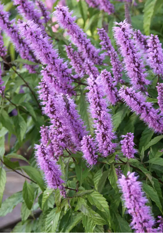 Elsholtzia stauntonii - Chinese Spice Bush