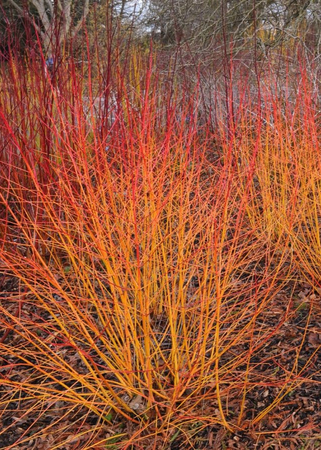 Cornus sanguinea 'Midwinter Fire'