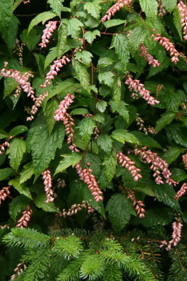 Neillia thibetica - Tibetan Neillia – Elswood Rare Plants