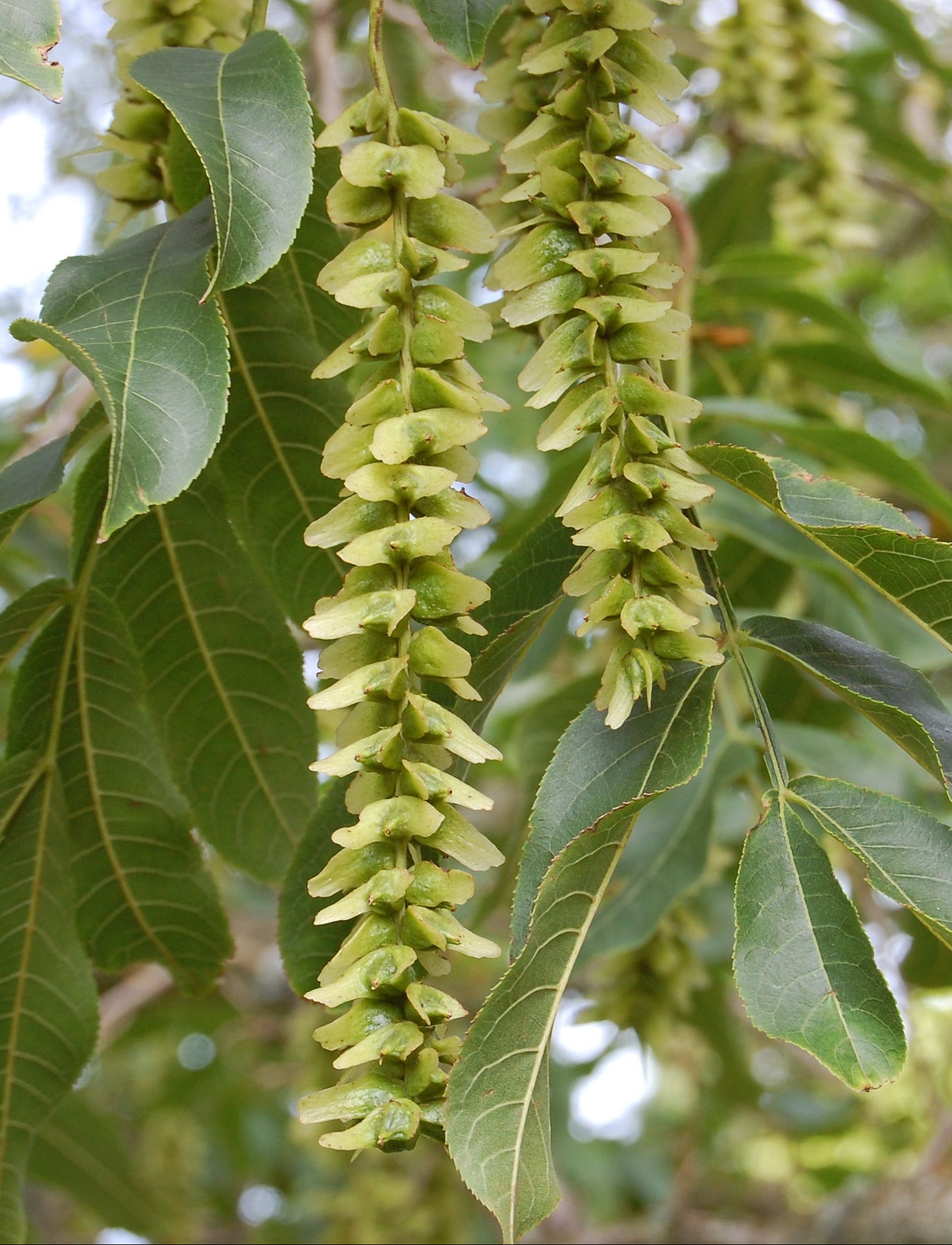 Pterocarya stenoptera - Chinese Wingnut