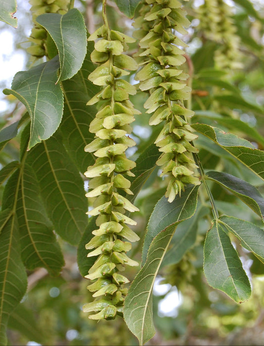 Pterocarya stenoptera - Chinese Wingnut
