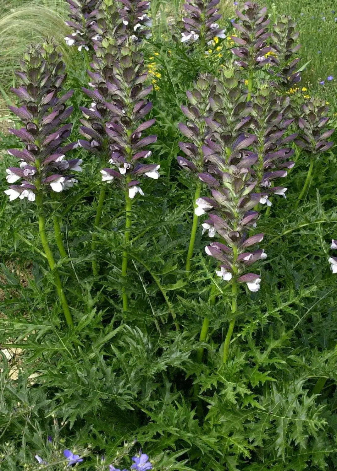 Acanthus spinosus - Spiny Bear's Breech