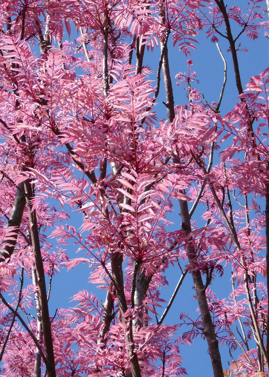 Toona sinensis - Chinese Mahogany