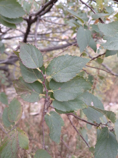 Celtis tournefortii - Oriental Hackberry