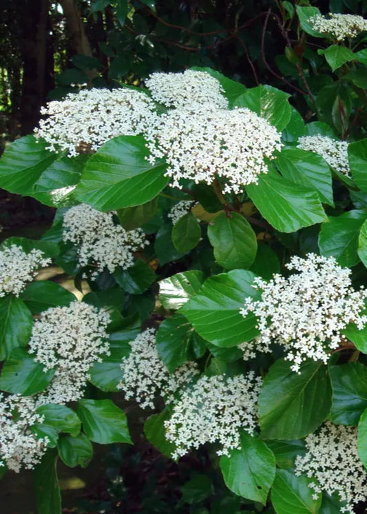 Viburnum japonicum - Japanese Viburnum