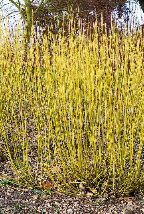 Cornus sericea Flaviramea