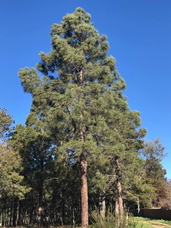 Pinus canarensis - Canary Island Pine