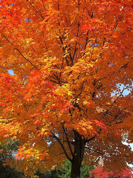 Acer saccharum - Suger Maple