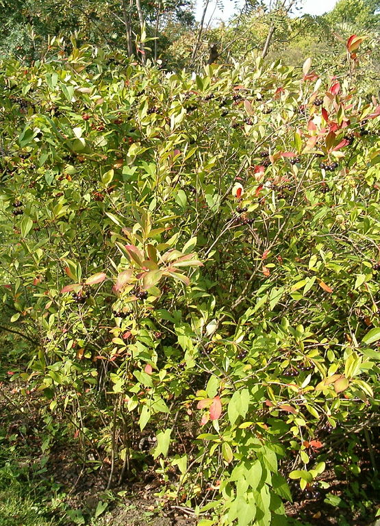 Aronia x prunifolia - Purple Chokeberry