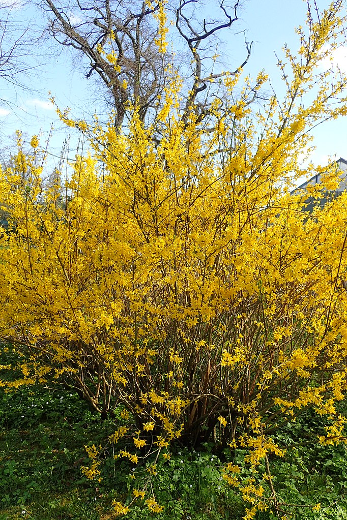 Forsythia x intermedia 'Lynwood Gold’ - Forsythia 'Lynwood Gold'