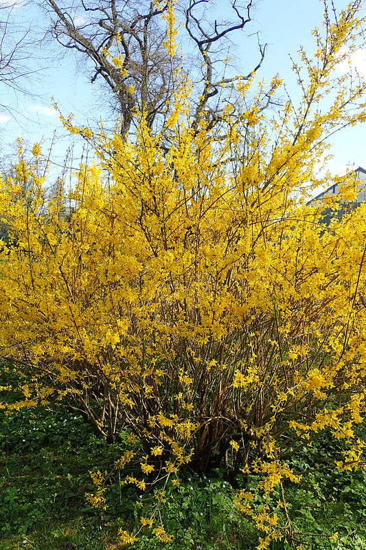 Forsythia x intermedia 'Lynwood Gold’ - Forsythia 'Lynwood Gold'