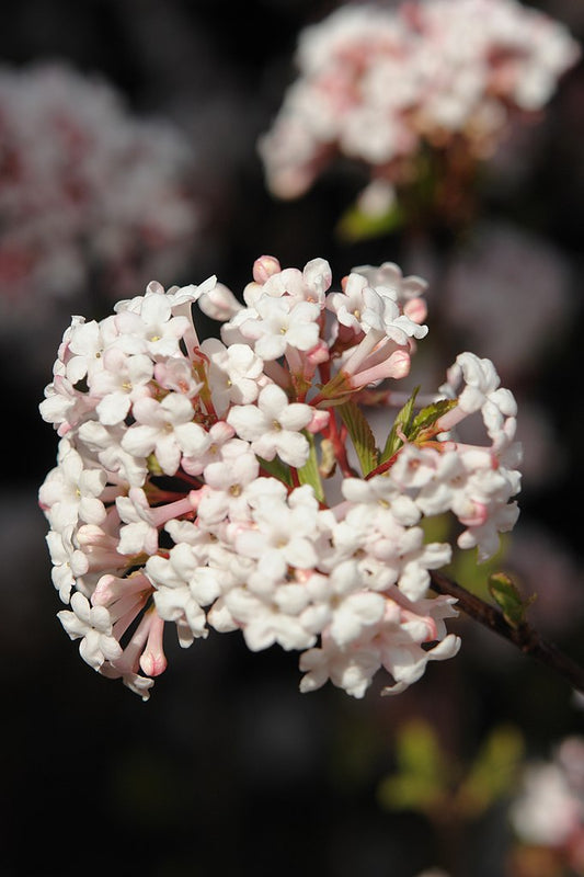 Viburnum farreri - Fragrant Viburnum