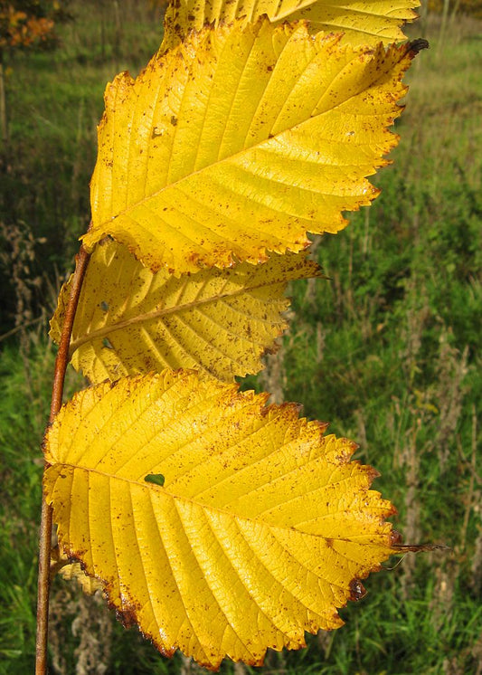 Ulmus americana - American Elm