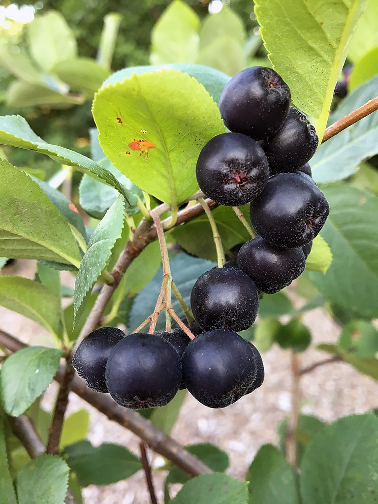 Aronia melanocarpa - Black Chokeberry