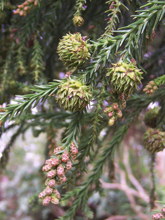 Cryptomeria japonica - Japanese Cedar or Sugi