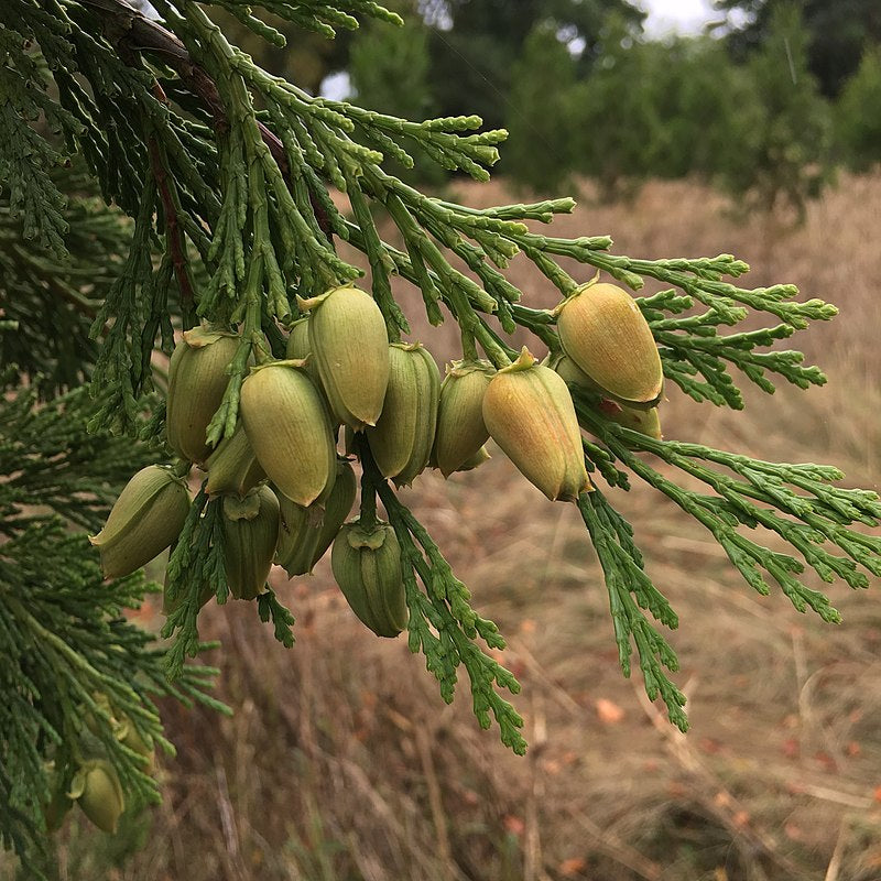 Calocedrus decurrens - Incense Cedar