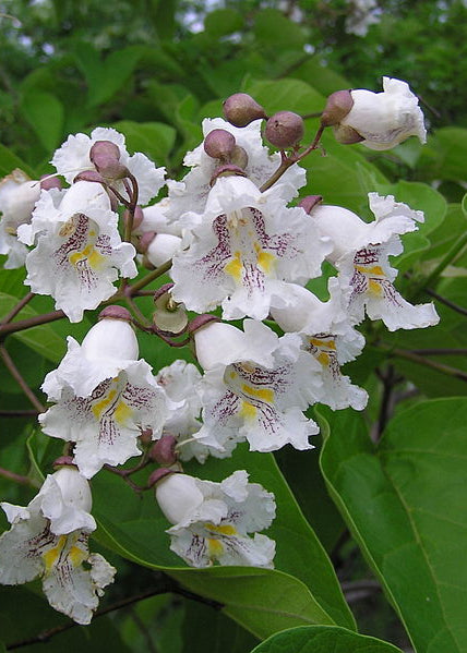 Catalpa bignonioides - Southern Catalpa