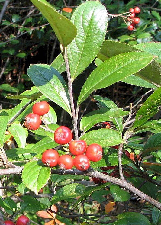 Aronia arbutifolia - Red Chokeberry