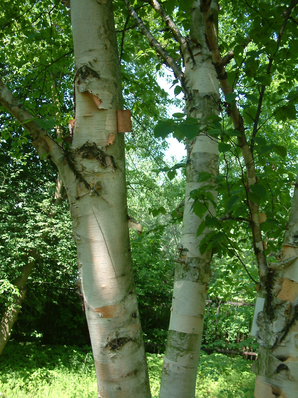 Paper Birch or Canoe Birch