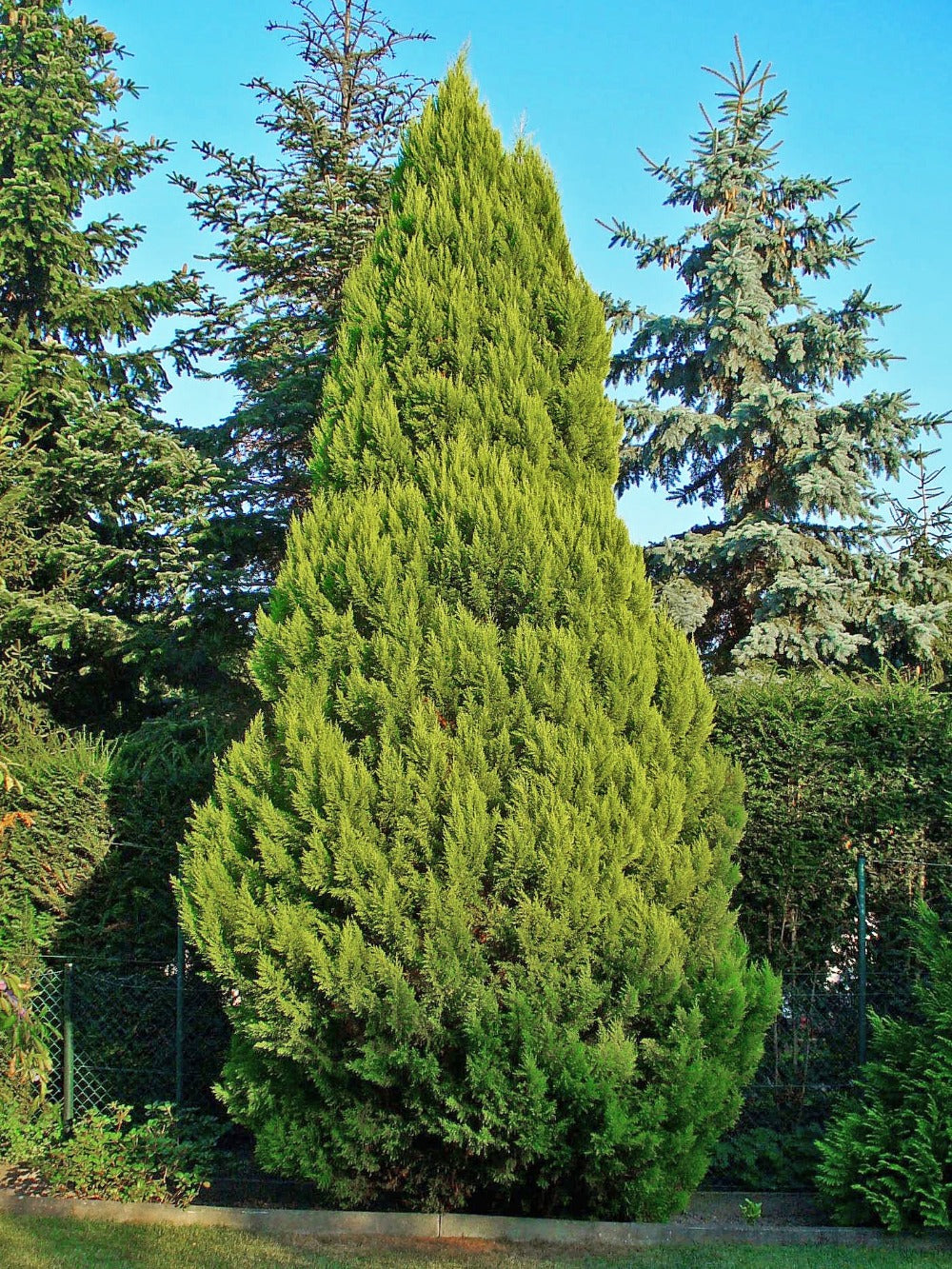 Lawsons Cypress