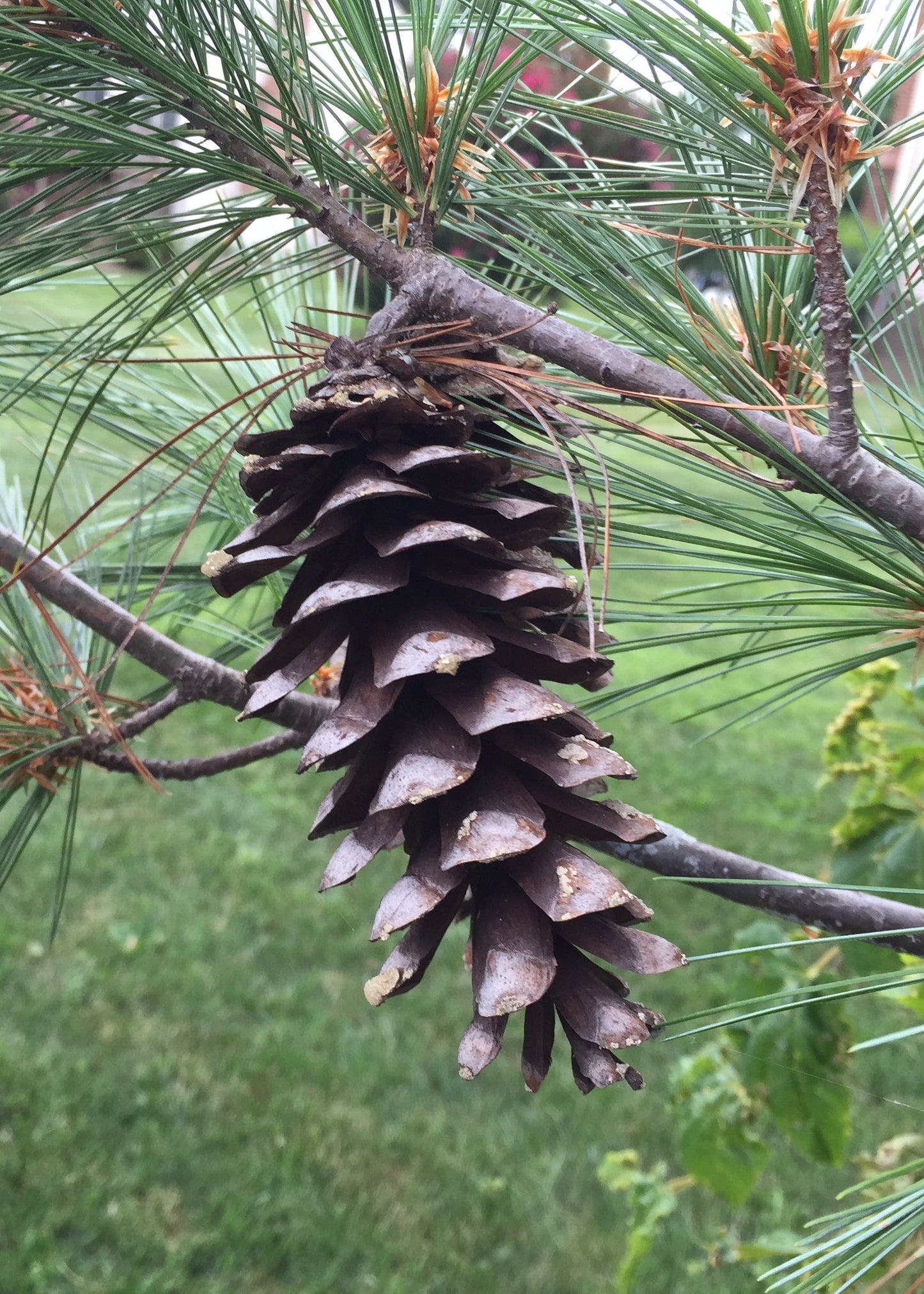 Pinus strobus - Eastern White Pine